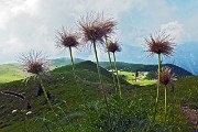 14 Pulsatilla alpina (fruttescenza post-fioritura)